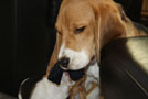 Beagle Beethoven mit Carlson